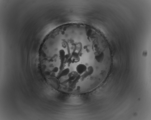X0000102531267200808081443