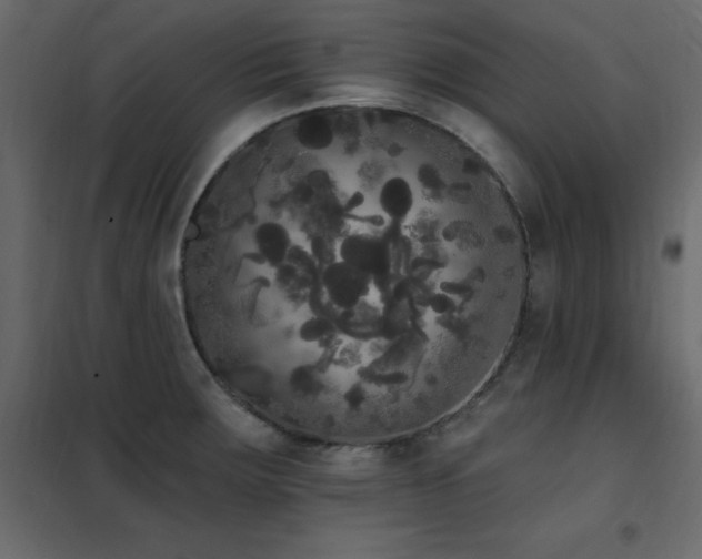 X0000102531283200808081442