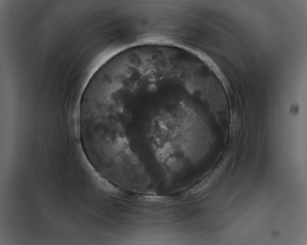X0000102531295200808081442