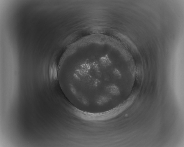 X0000102530046200808151605