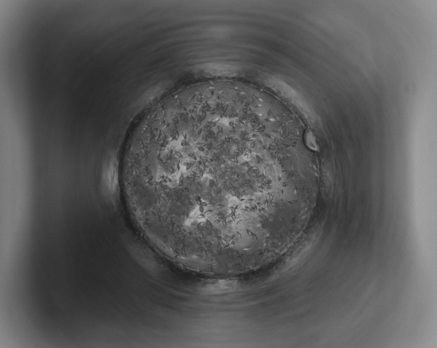 X0000102530398200808151600