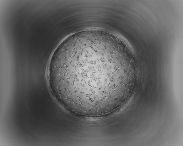 X0000102530852200808151554