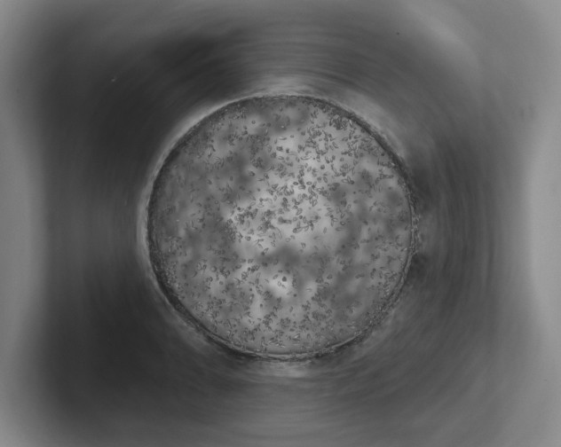 X0000102531086200808151550