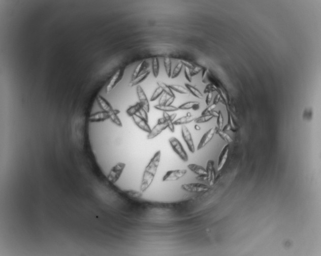 X0000102530066200808221915