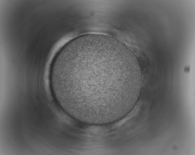 X0000102530294200808221911