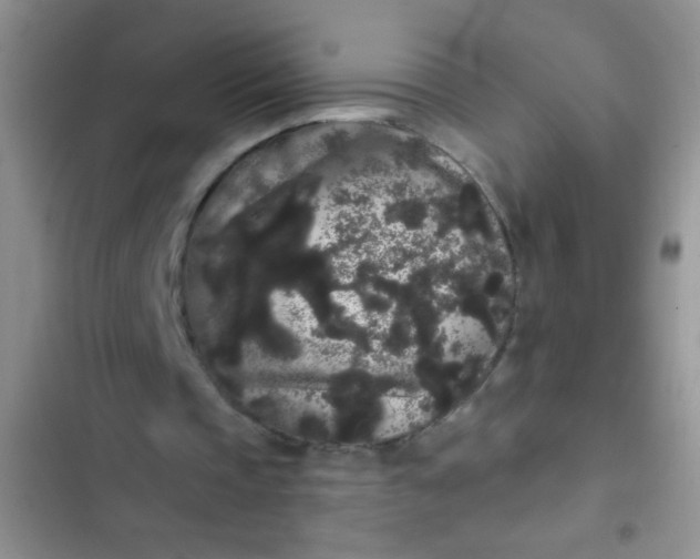 X0000102530337200808221910