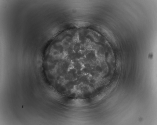 X0000102530367200808221910