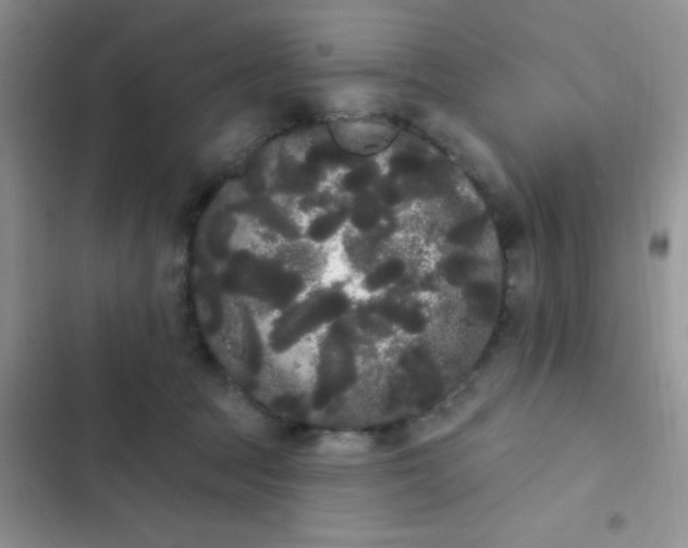 X0000102530369200808221911