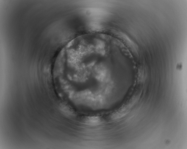 X0000102530377200808221911