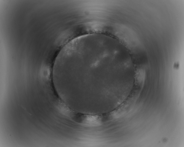 X0000102530709200808221905