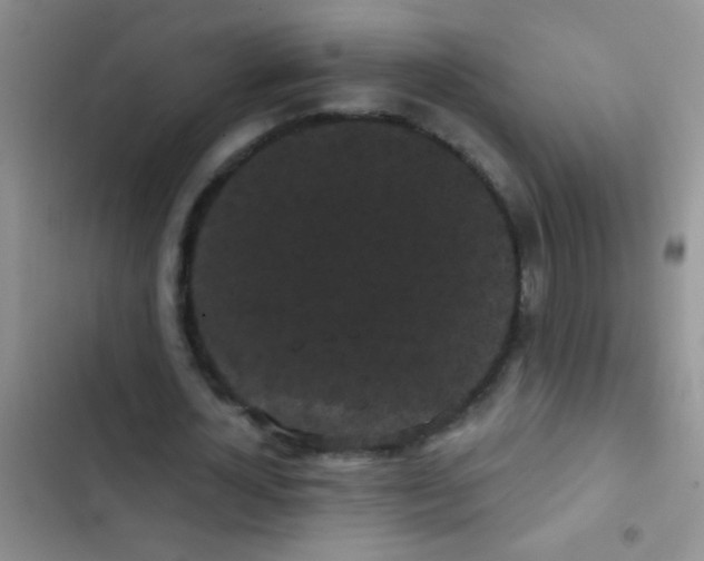 X0000102530724200808221904