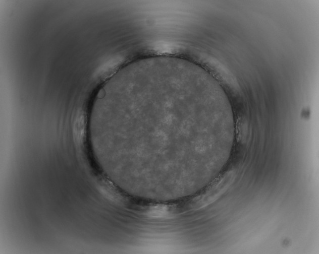 X0000102530740200808221905