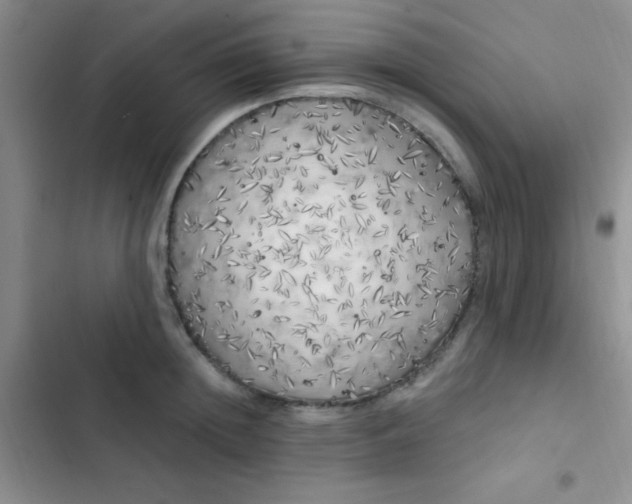 X0000102530852200808221903