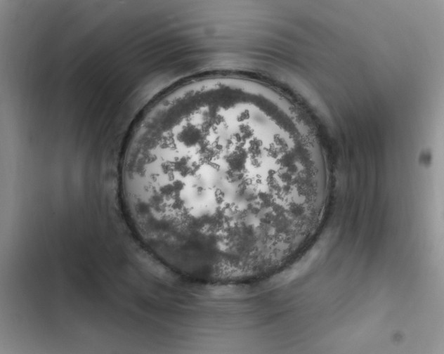 X0000102531025200808221900