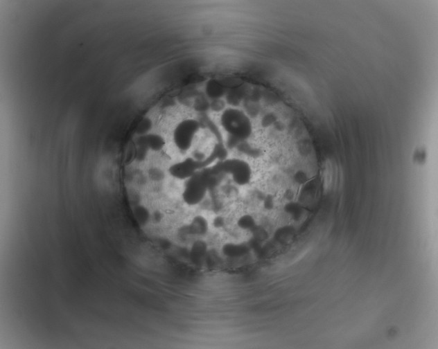 X0000102531059200808221900