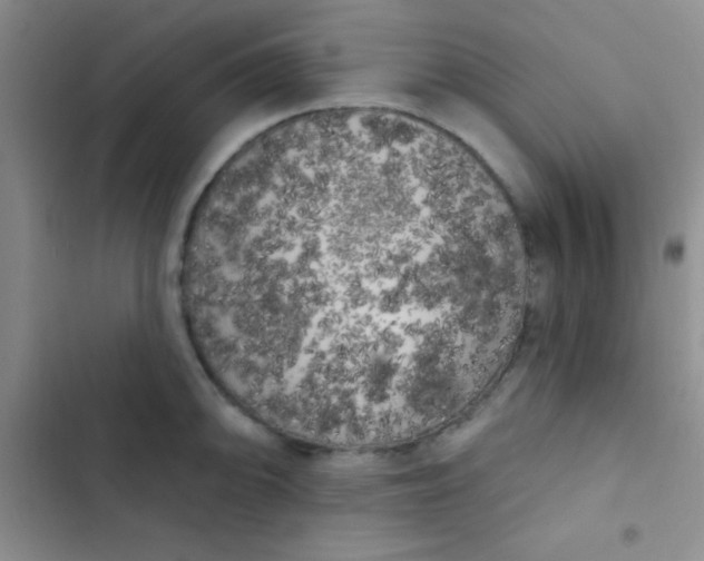 X0000102531094200808221859