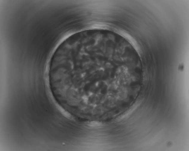 X0000102531235200808221858