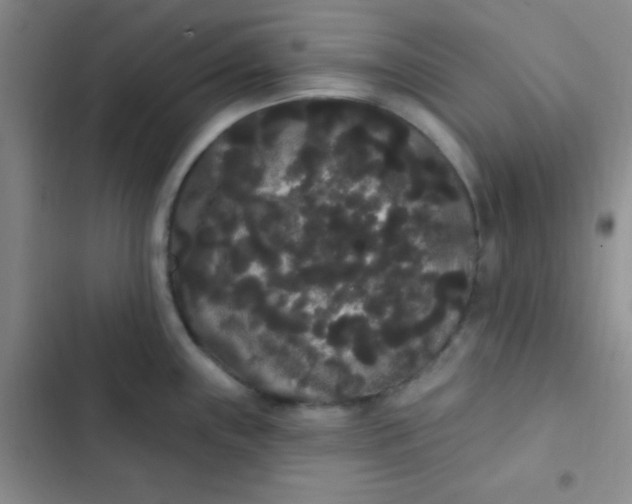 X0000102531243200808221858