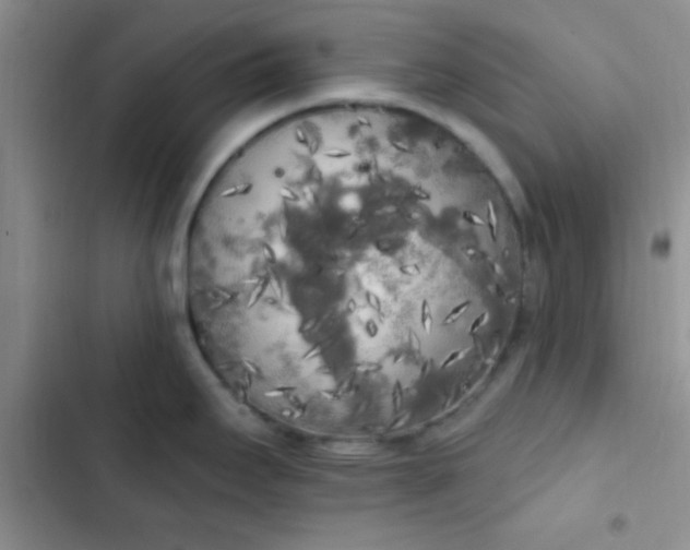 X0000102531295200808221856