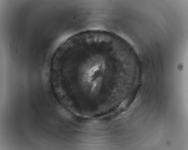 X0000102531359200808221855