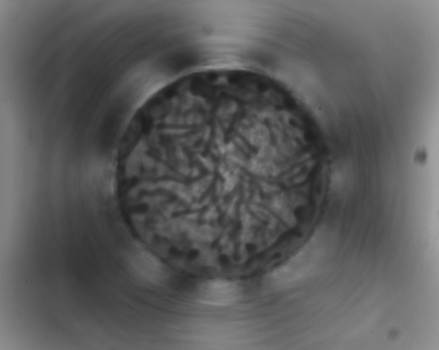 X0000102531409200808221855