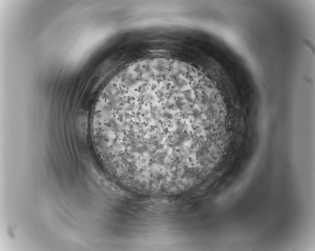 X0000102530194200808291827