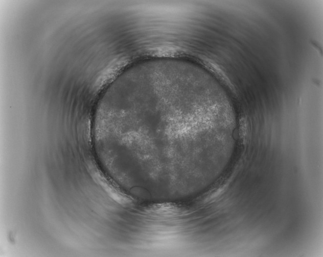 X0000102530589200808291822