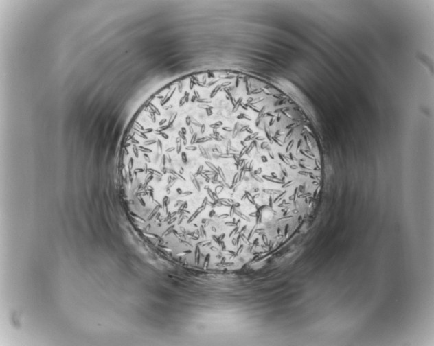 X0000102531052200808291816