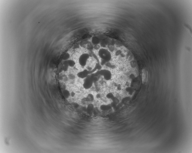 X0000102531059200808291815