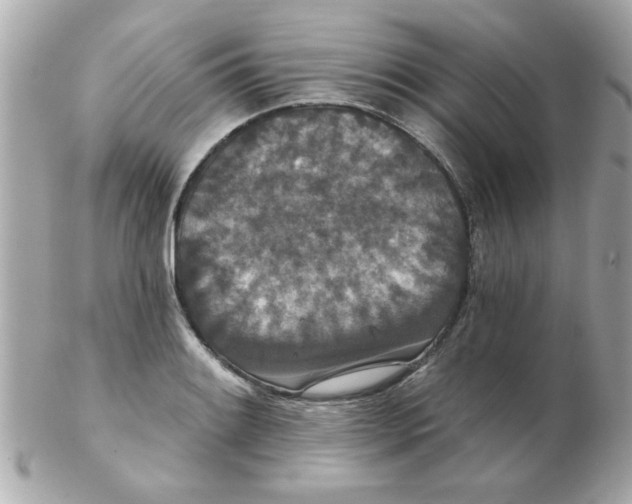 X0000102531084200808291815