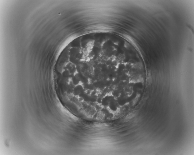 X0000102531243200808291813