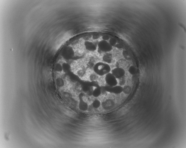 X0000102531259200808291812