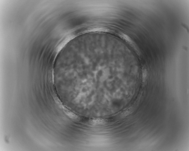 X0000102531274200808291812