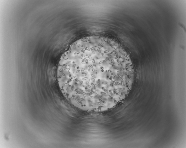 X0000102531346200808291811