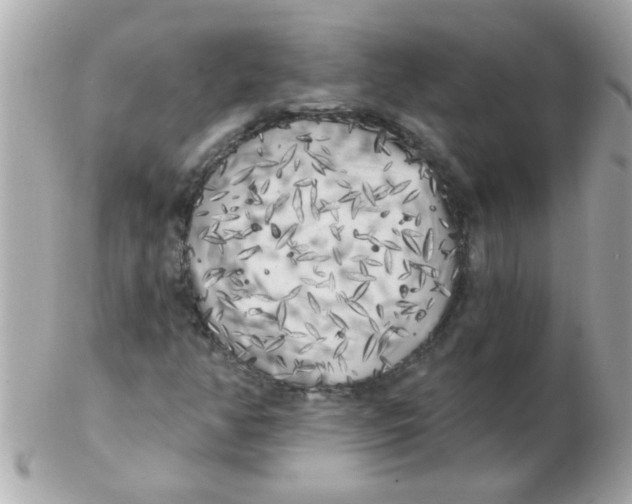 X0000102531350200808291811