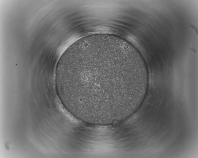 X0000102531378200808291810