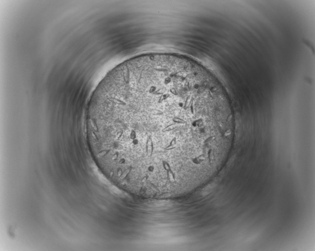 X0000102531382200808291810