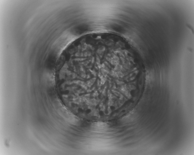 X0000102531409200808291810