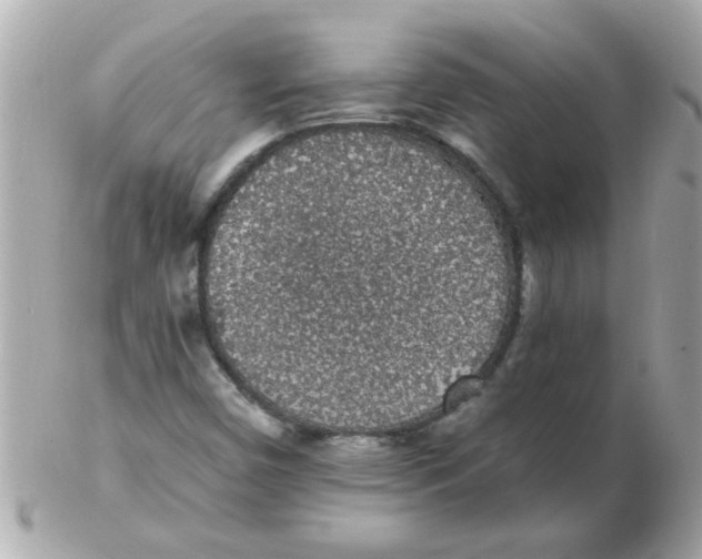 X0000102531450200808291809