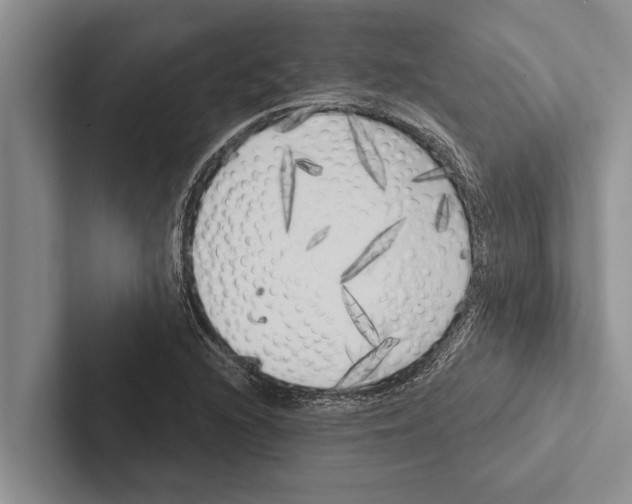 X0000102531216200809051502