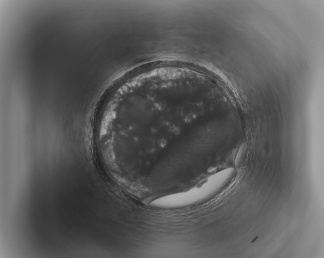 X0000102531263200809051501