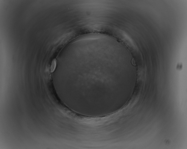 X0000102540029200808081532