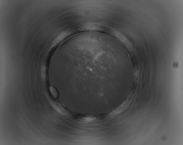 X0000102540158200808081529