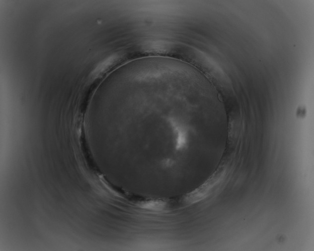 X0000102540168200808081530