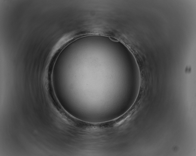 X0000102540198200808081529