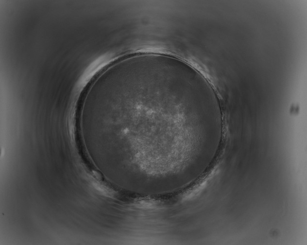 X0000102540199200808081529