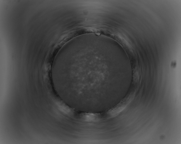 X0000102540229200808081529