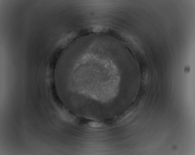 X0000102540272200808081528