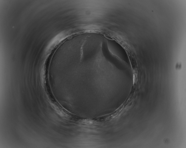X0000102540339200808081526