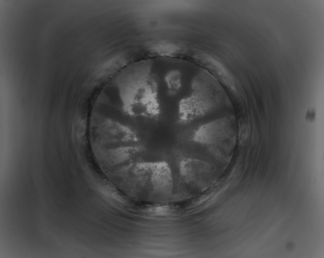 X0000102540365200808081527